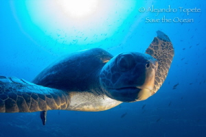 Green Turtle in shadow, Darwin Island Galápagos by Alejandro Topete 